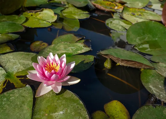 Renegade Hotel Siófok